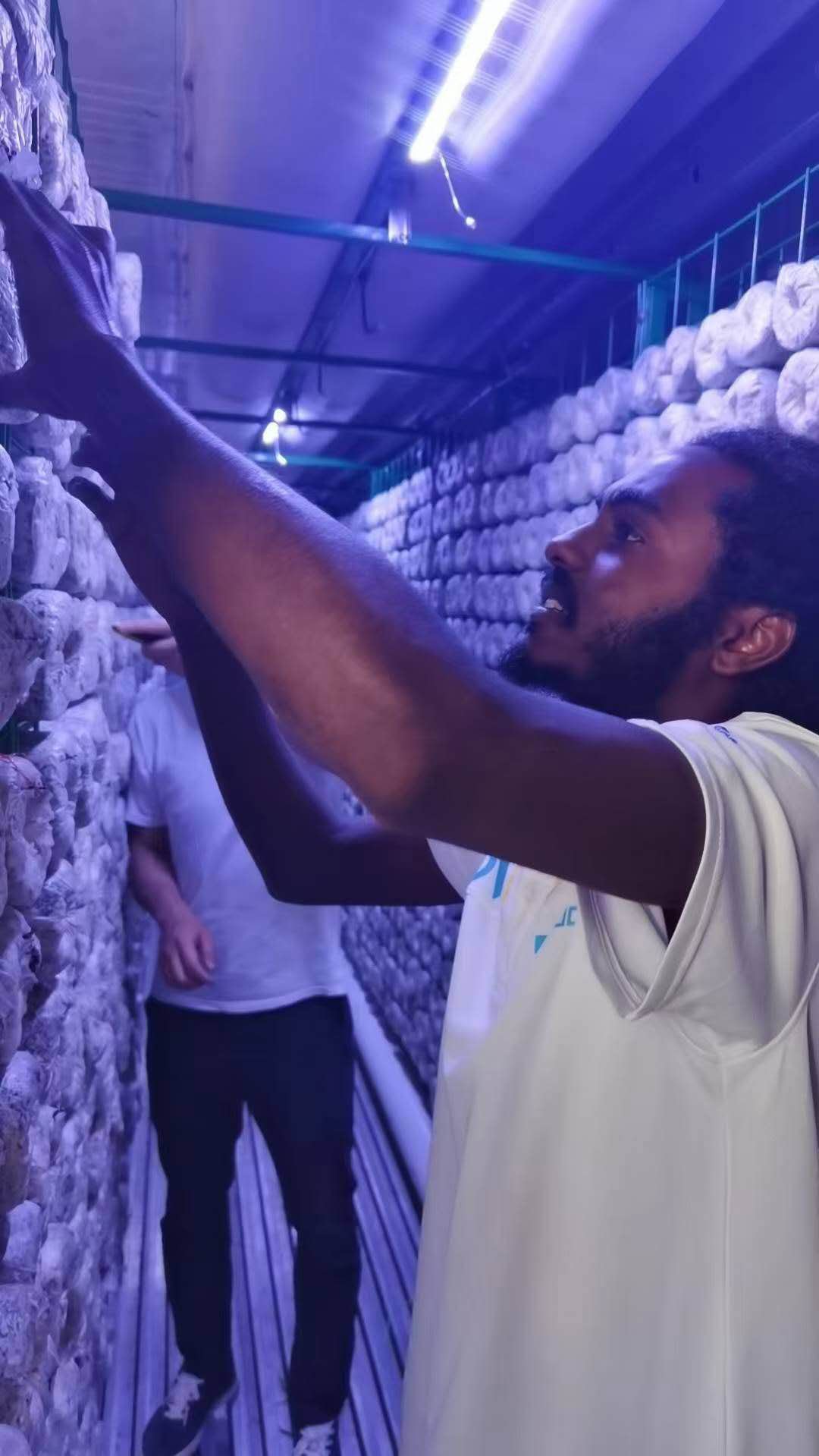 Staff inspecting mushroom substrate bags inside the container growing room
