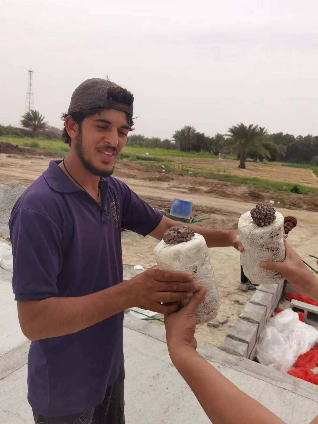 Sharjah mushroom project grow bags handover at the farm site
