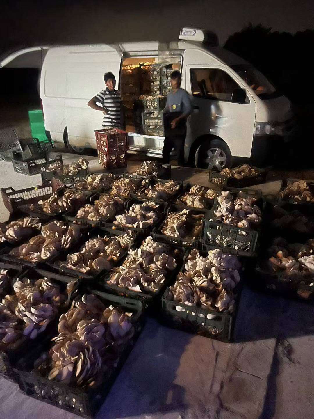 Night mushroom harvest loaded for delivery at the Sharjah project