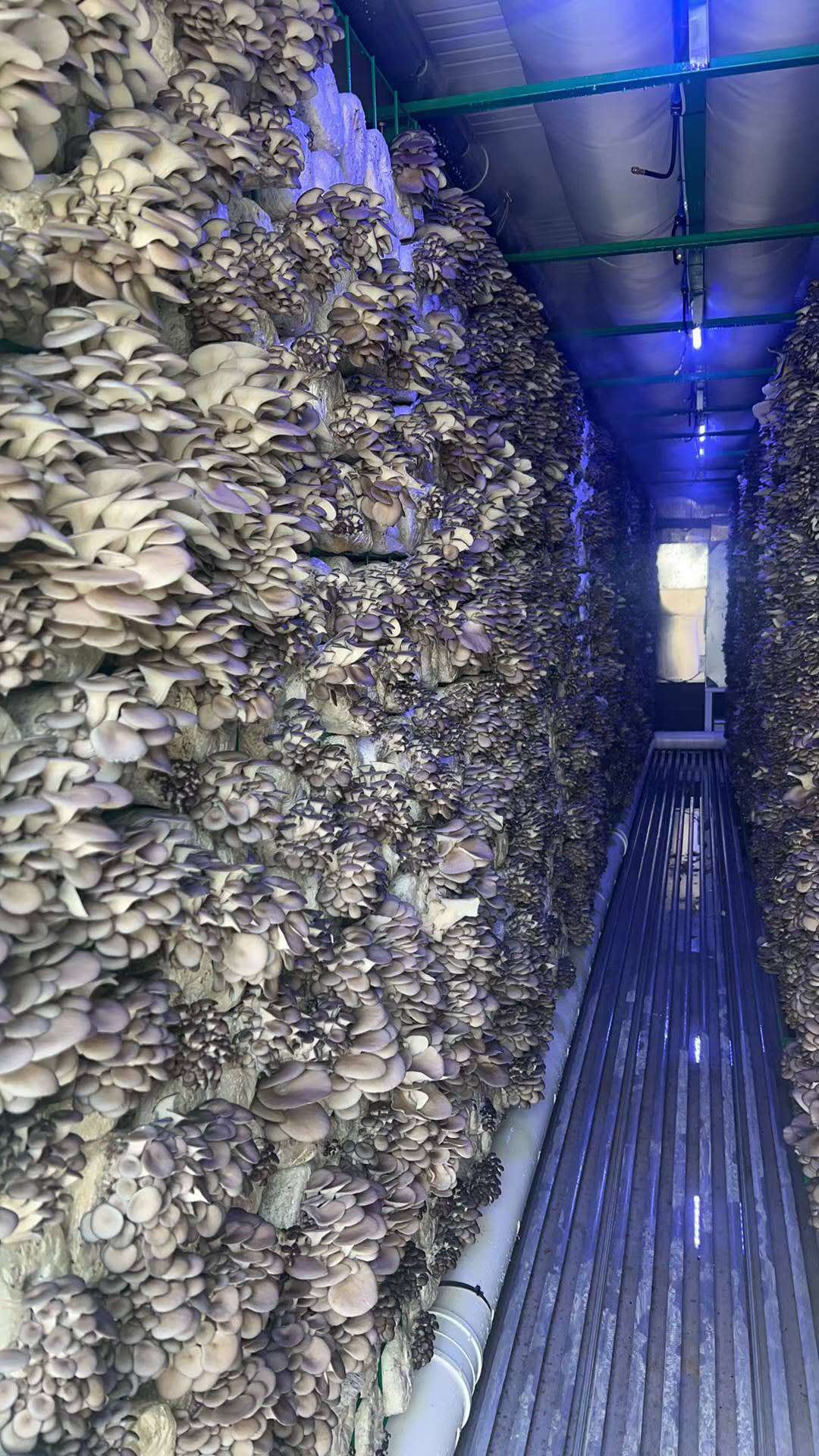 Oyster mushrooms growing on racks inside the container farm