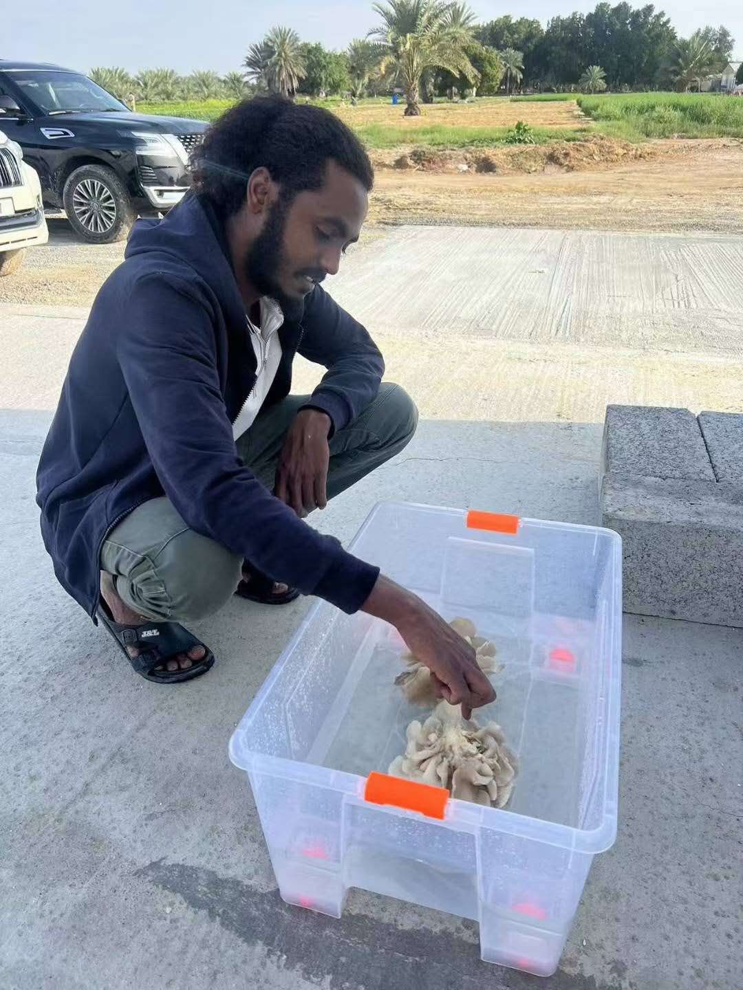 Oyster mushroom harvest at the Sharjah agri-food project